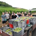 du jamais vu les vendanges ont deja commence a schengen