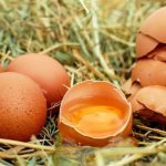 oeufs contamines plus de 300 malades en belgique