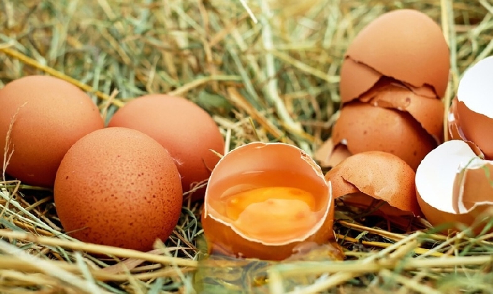 oeufs contamines plus de 300 malades en belgique