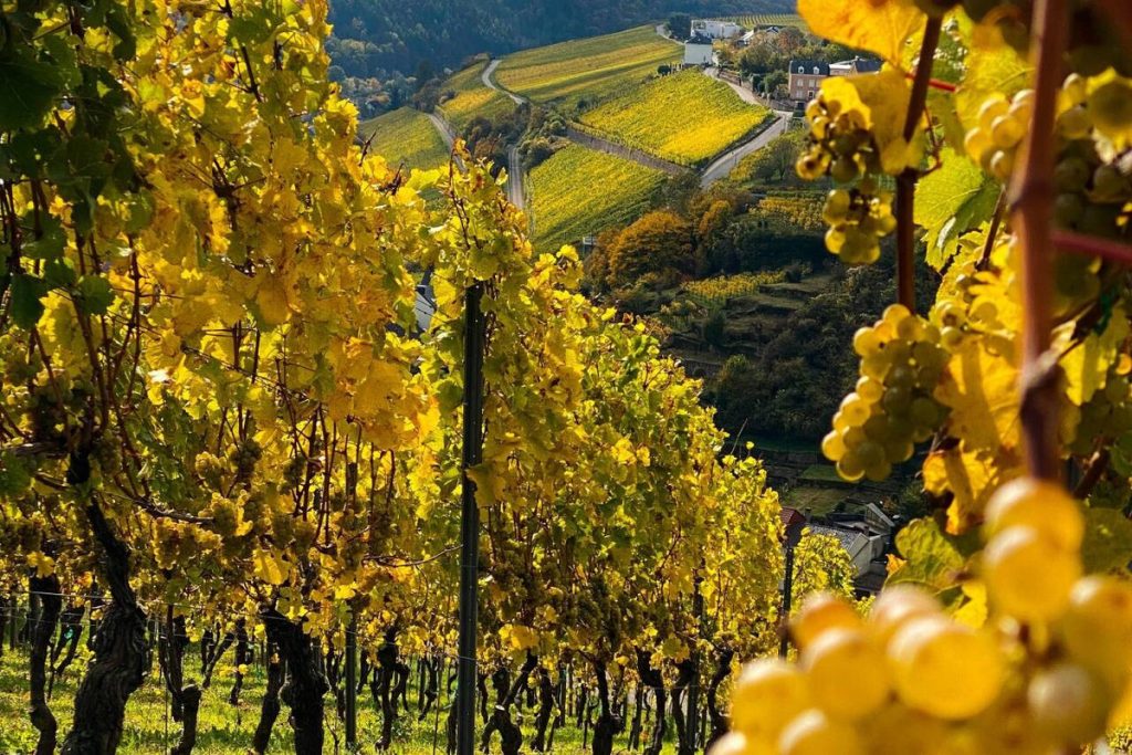 Vendanges : la Moselle luxembourgeoise récolte peu, mais récolte bien
