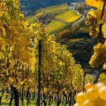 vendanges la moselle luxembourgeoise recolte peu mais recolt