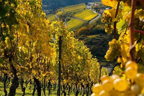 Vendanges : la Moselle luxembourgeoise récolte peu, mais récolte bien